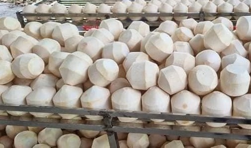 Dừa gọt kim cương tươi xuất khẩu